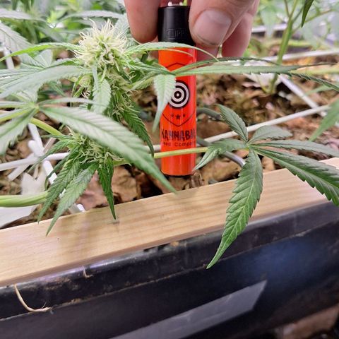 Lolitta 58-62 growlog timeline photo
