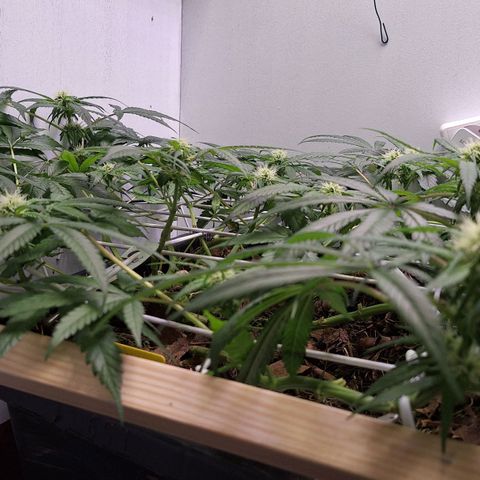 Lolitta 58-62 growlog timeline photo