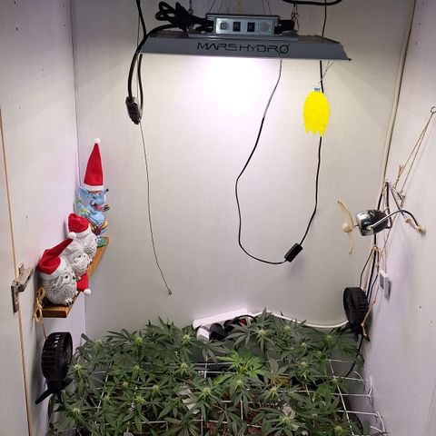 Lolitta 58-62 growlog timeline photo