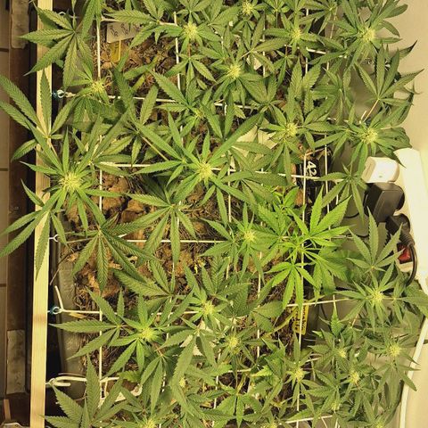 Lolitta 58-62 growlog timeline photo