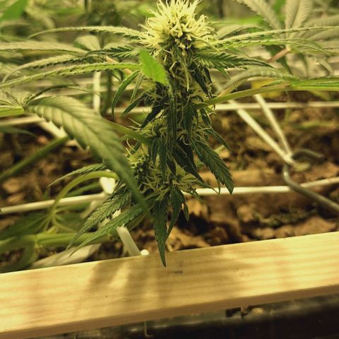 Lolitta 58-62 growlog timeline photo