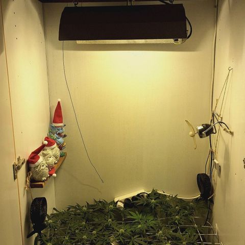 Lolitta 58-62 growlog timeline photo