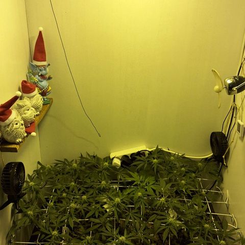Lolitta 58-62 growlog timeline photo