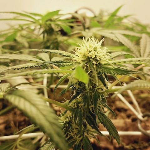 Lolitta 58-62 growlog timeline photo