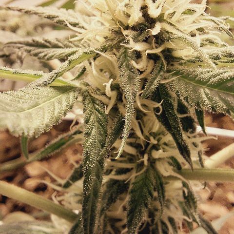 Lolitta 58-62 growlog timeline photo