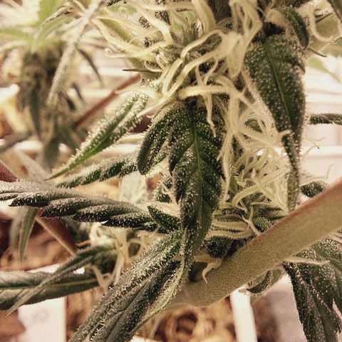 Lolitta 58-62 growlog timeline photo