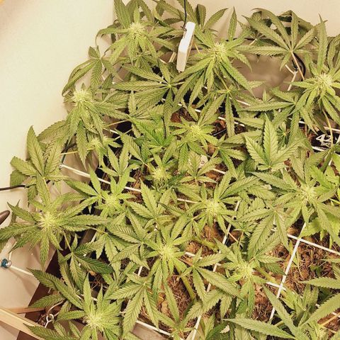 Lolitta 58-62 growlog timeline photo