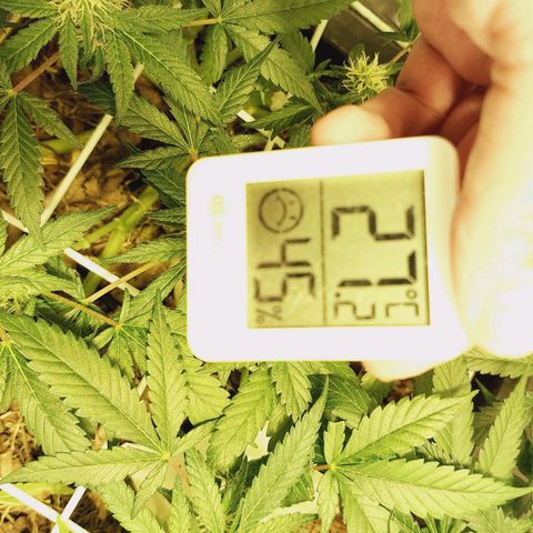 Lolitta 58-62 growlog timeline photo