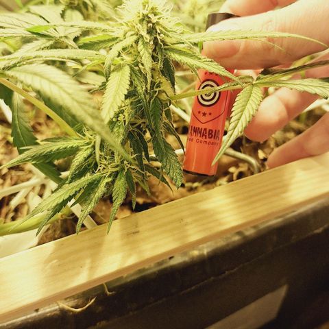 Lolitta 58-62 growlog timeline photo