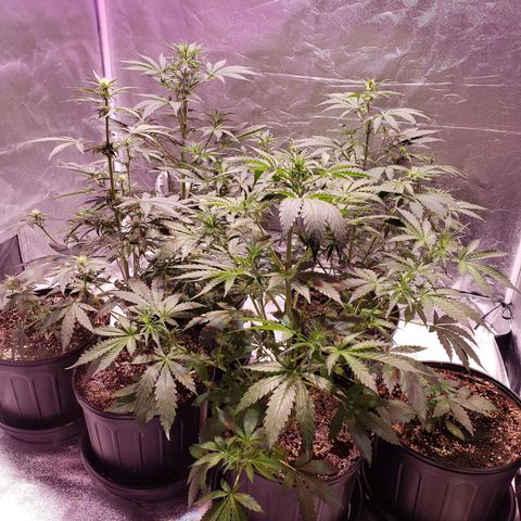 Tangie Auto #3 growlog timeline photo