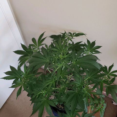 Tangie Auto #3 growlog timeline photo