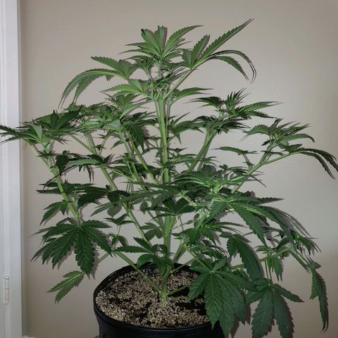 Tangie Auto #3 growlog timeline photo