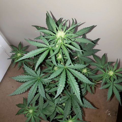 MattBlack Kush Auto growlog timeline photo
