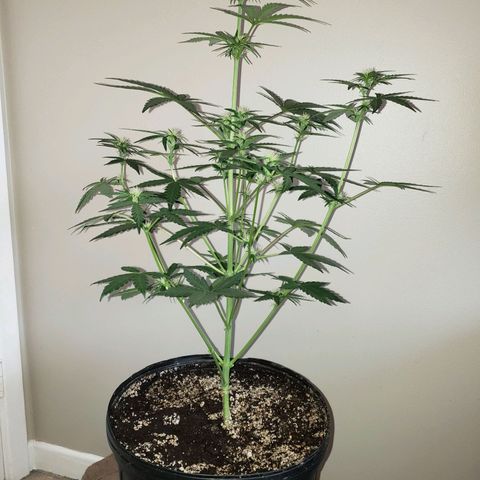 MattBlack Kush Auto growlog timeline photo