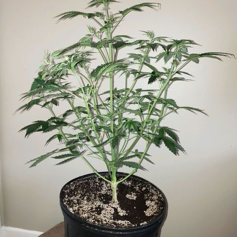 Tangie Auto #2 growlog timeline photo