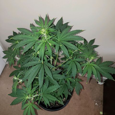 Tangie Auto #2 growlog timeline photo