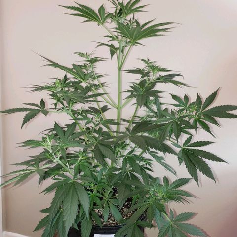 Tangie Auto #1 growlog timeline photo