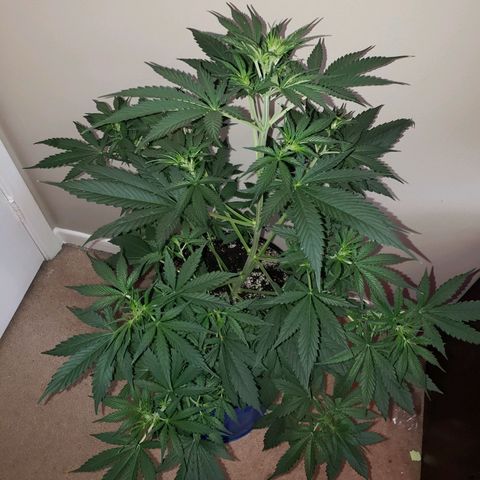 Tangie Auto #1 growlog timeline photo