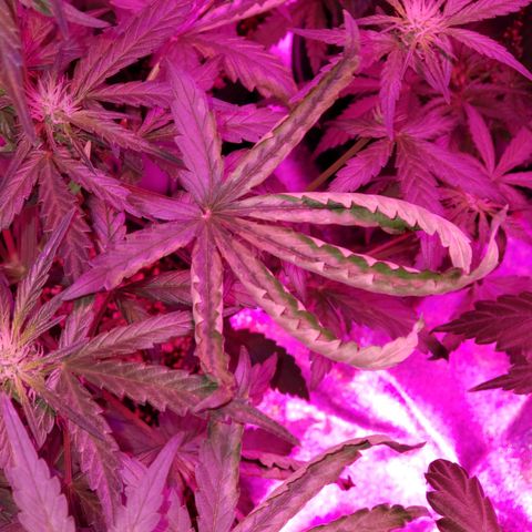 MattBlack Kush Auto growlog photo: Got some issues today 😒 I did not see this yesterday.