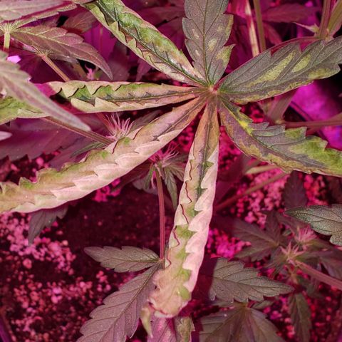 MattBlack Kush Auto growlog photo: Got some issues today 😒 I did not see this yesterday.