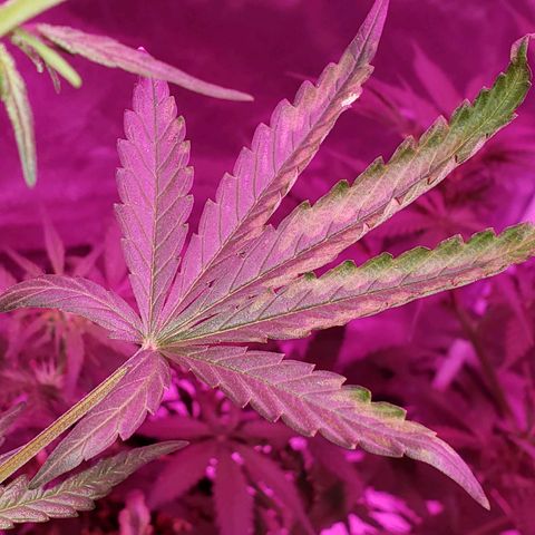 MattBlack Kush Auto growlog photo: Got some issues today 😒 I did not see this yesterday.