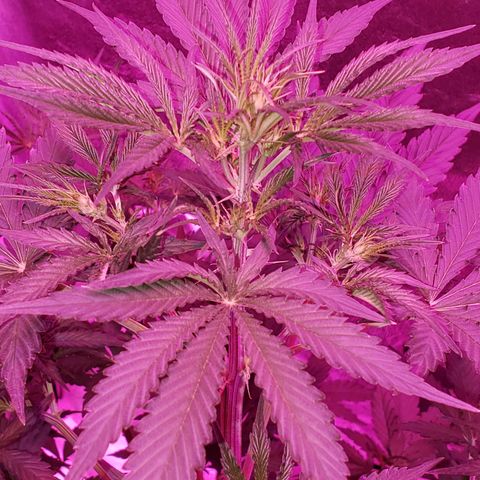 Tangie Auto #1 growlog timeline photo