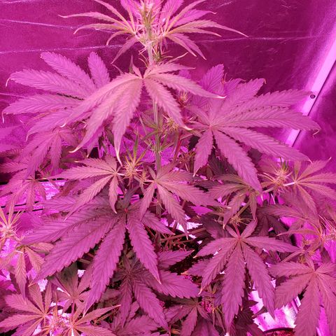 Tangie Auto #2 growlog timeline photo