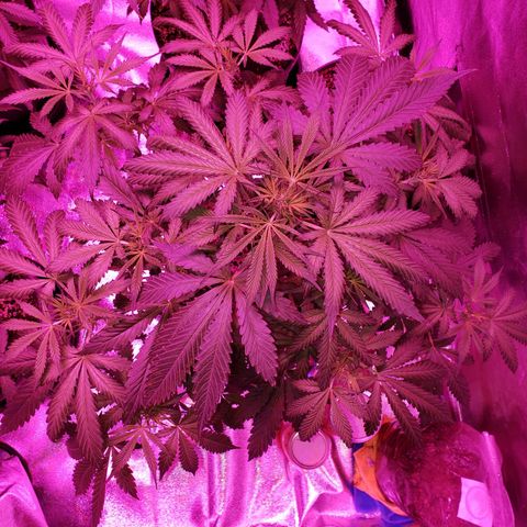 Tangie Auto #3 growlog timeline photo
