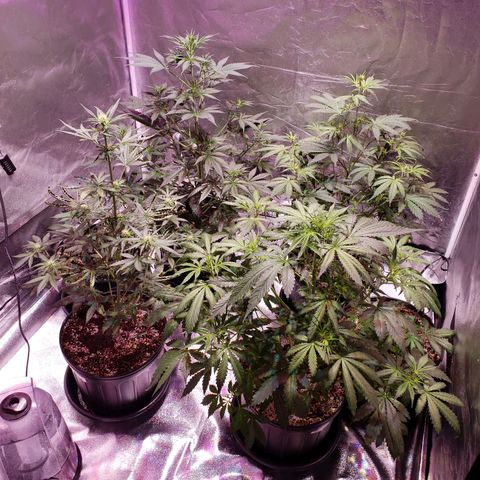 Tangie Auto #3 growlog timeline photo