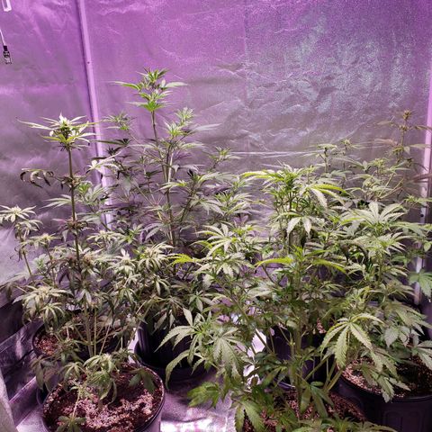 Tangie Auto #3 growlog timeline photo