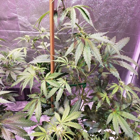 Tangie Auto #2 growlog photo: Tangie #2