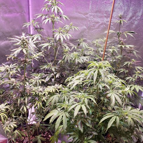 Tangie Auto #3 growlog timeline photo