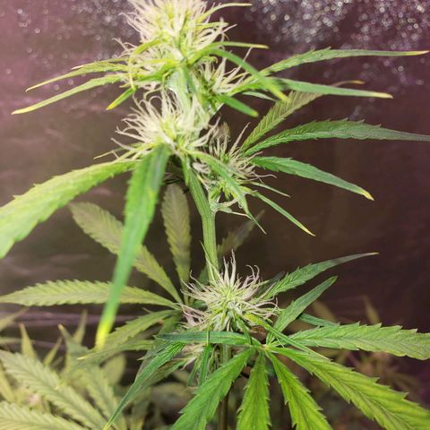 Tangie Auto #2 growlog timeline photo