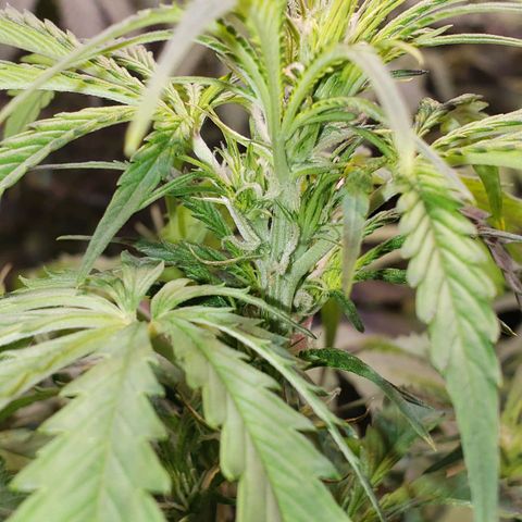 Tangie Auto #3 growlog timeline photo