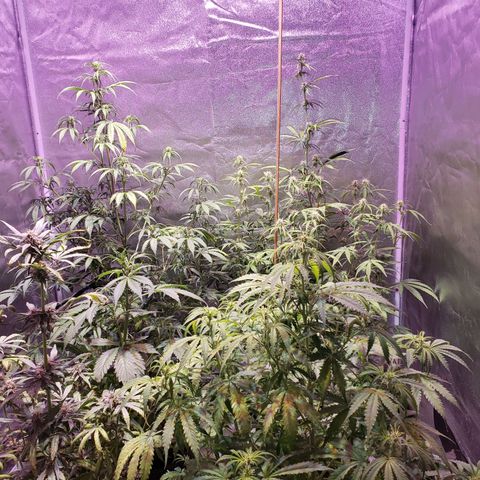 Tangie Auto #3 growlog timeline photo