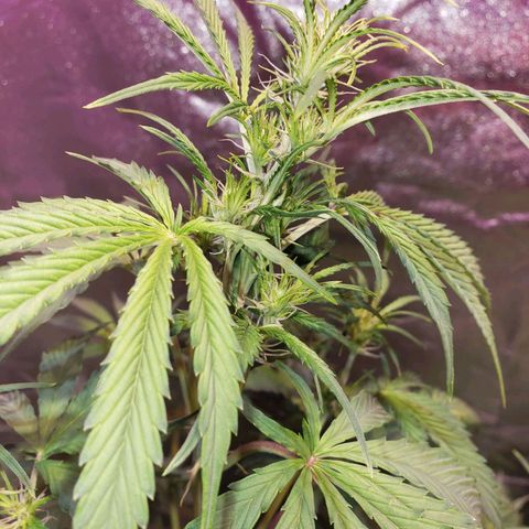 Tangie Auto #1 growlog timeline photo