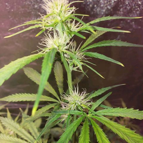 Tangie Auto #2 growlog timeline photo