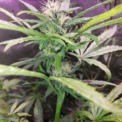 MattBlack Kush Auto growlog timeline photo