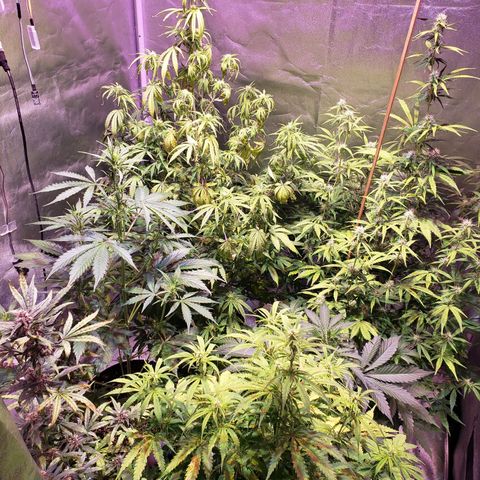 Tangie Auto #3 growlog timeline photo
