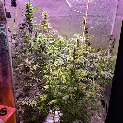 Tangie Auto #3 growlog timeline photo