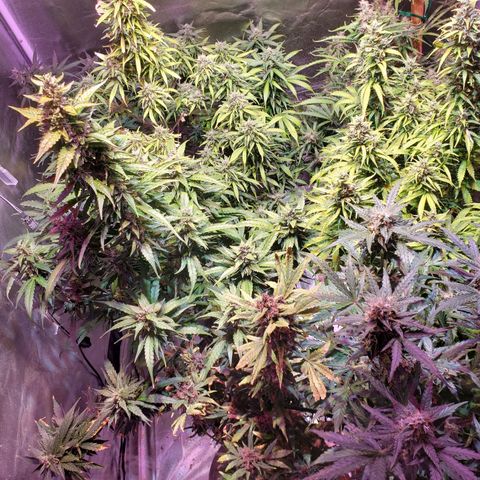 Tangie Auto #3 growlog timeline photo