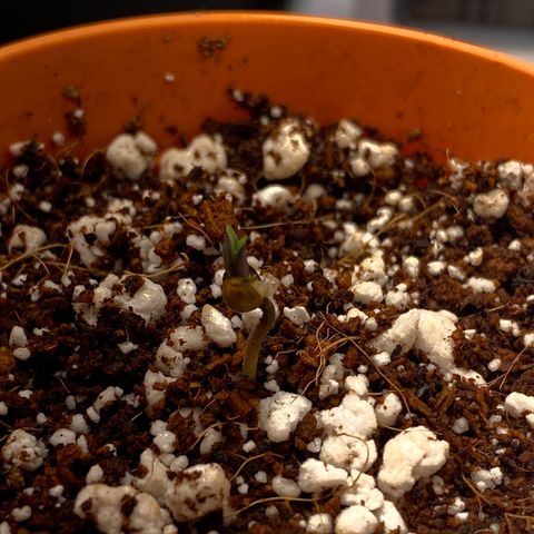 Lisguimia  growlog timeline photo