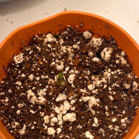 Lisguimia  growlog timeline photo