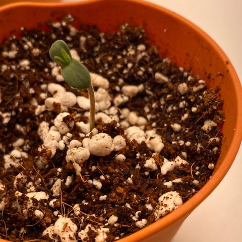 Lisguimia  growlog timeline photo