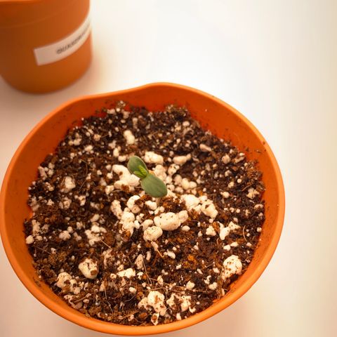 Lisguimia  growlog timeline photo