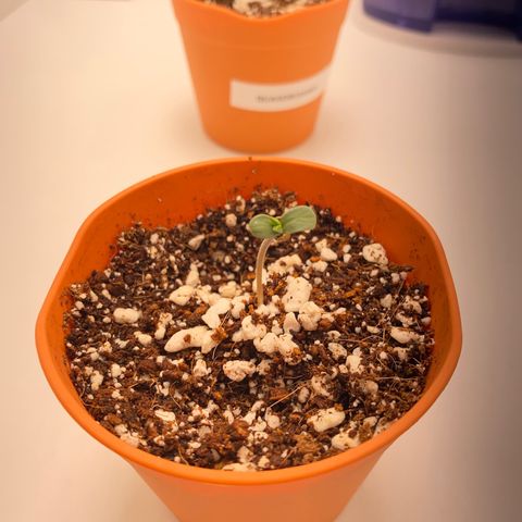 Lisguimia  growlog timeline photo