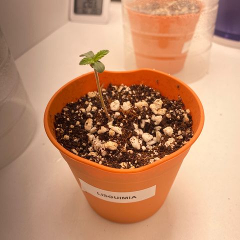 Lisguimia  growlog timeline photo
