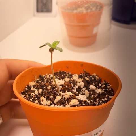Lisguimia  growlog timeline photo