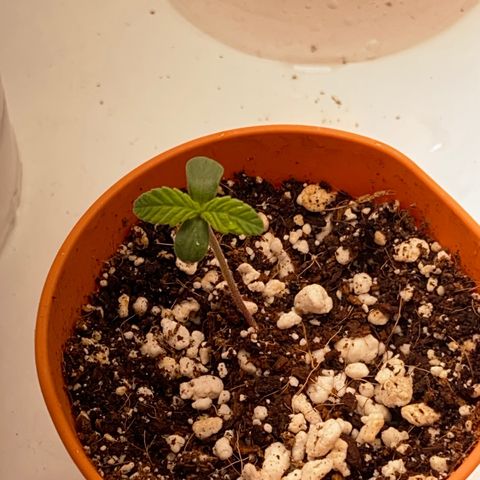 Lisguimia  growlog timeline photo
