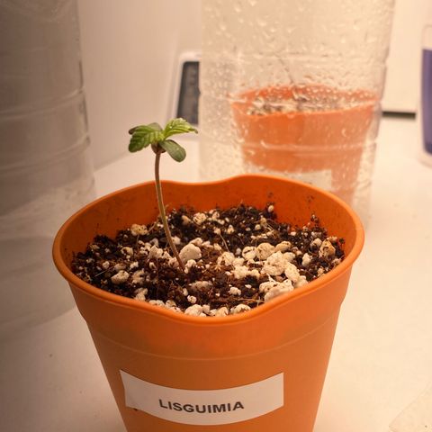 Lisguimia  growlog timeline photo
